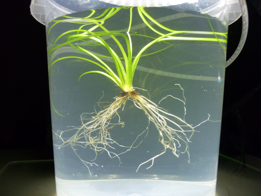 Селагинелла плауновидная