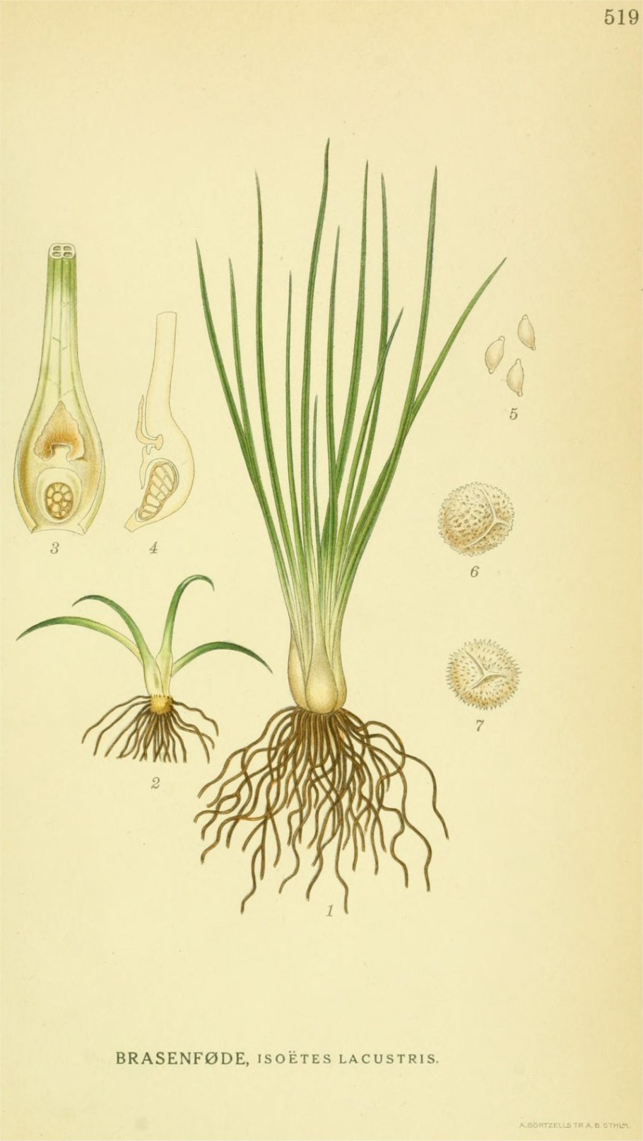 Плаун сплюснутый