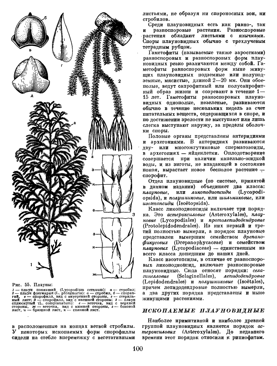 Плаун ликоподий