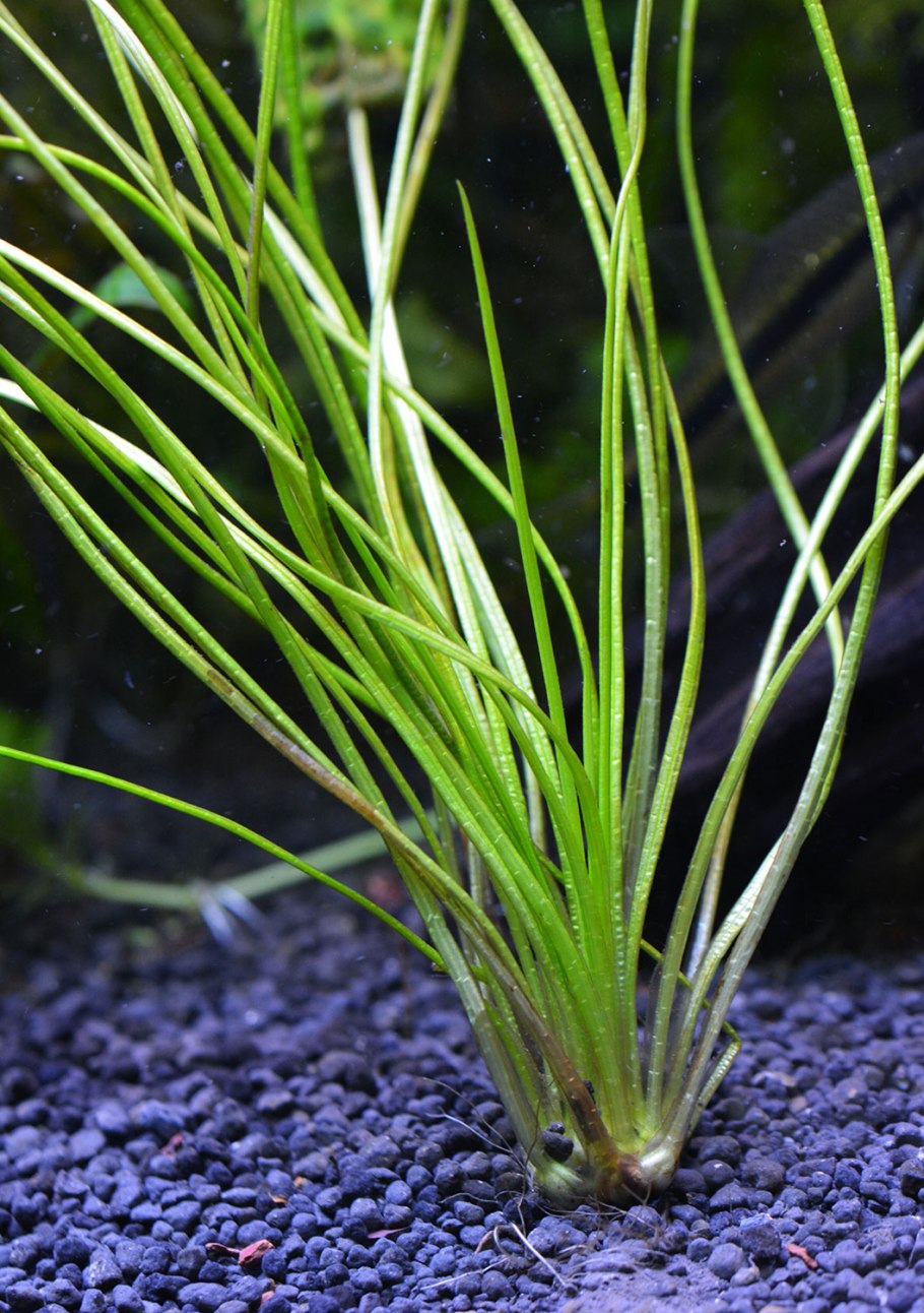 Полушник Озерный Isoetes lacustris