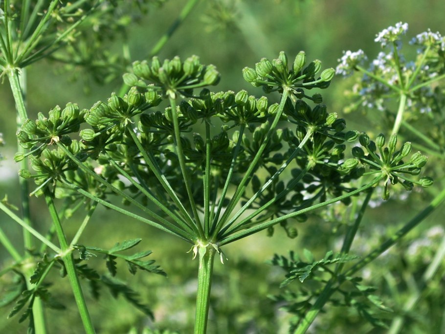 Болиголов крапчатый