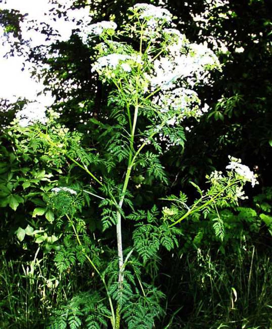 Болиголов пятнистый