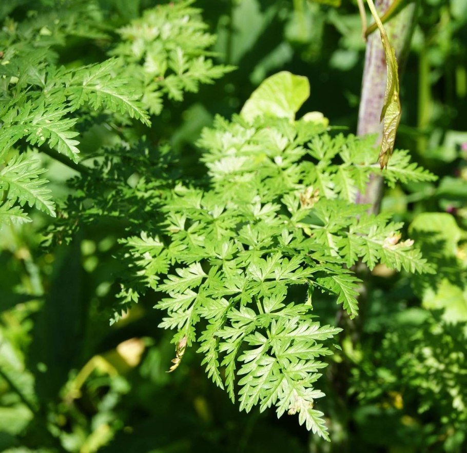 Болиголов крапчатый