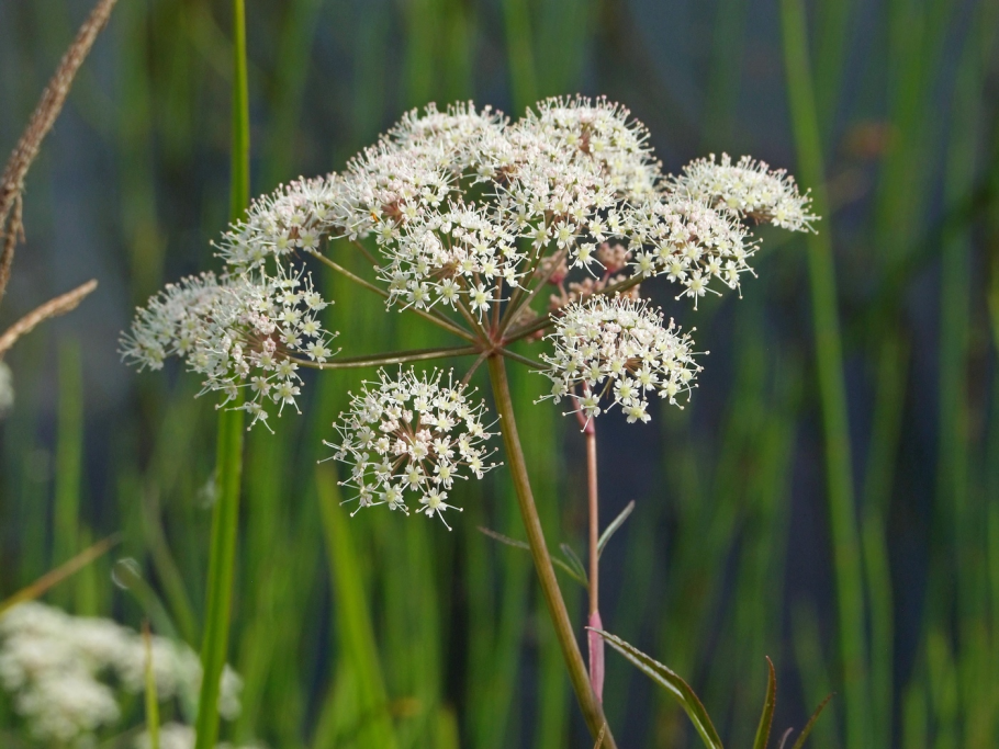 Болиголов пятнистый