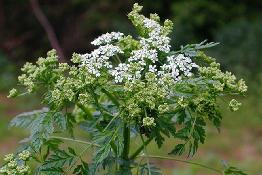 Conium maculatum болиголов пятнистый