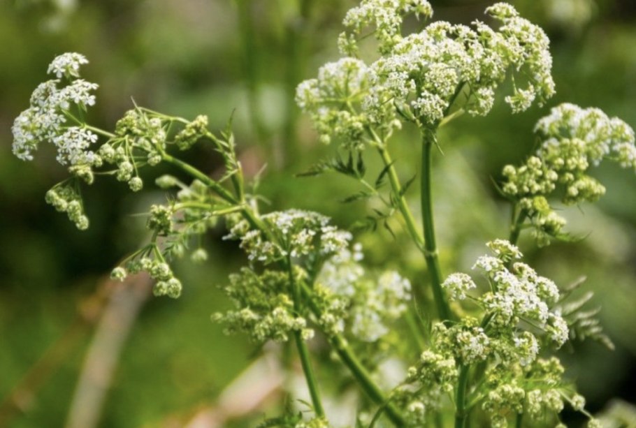 Болиголов пятнистый (омег)