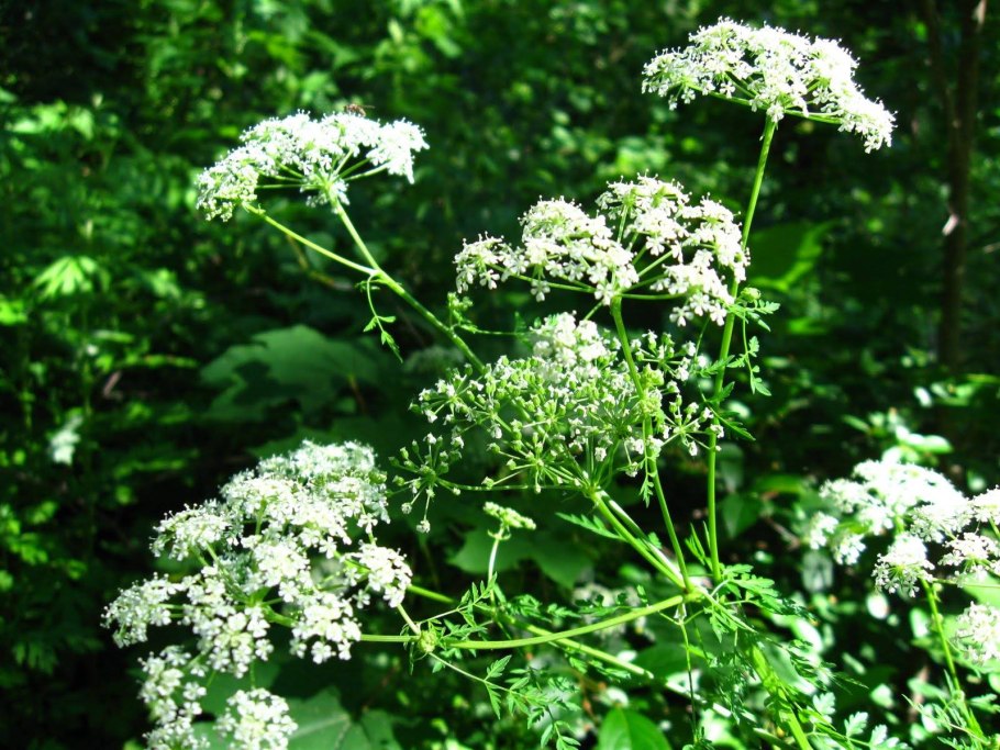 Болиголов пятнистый