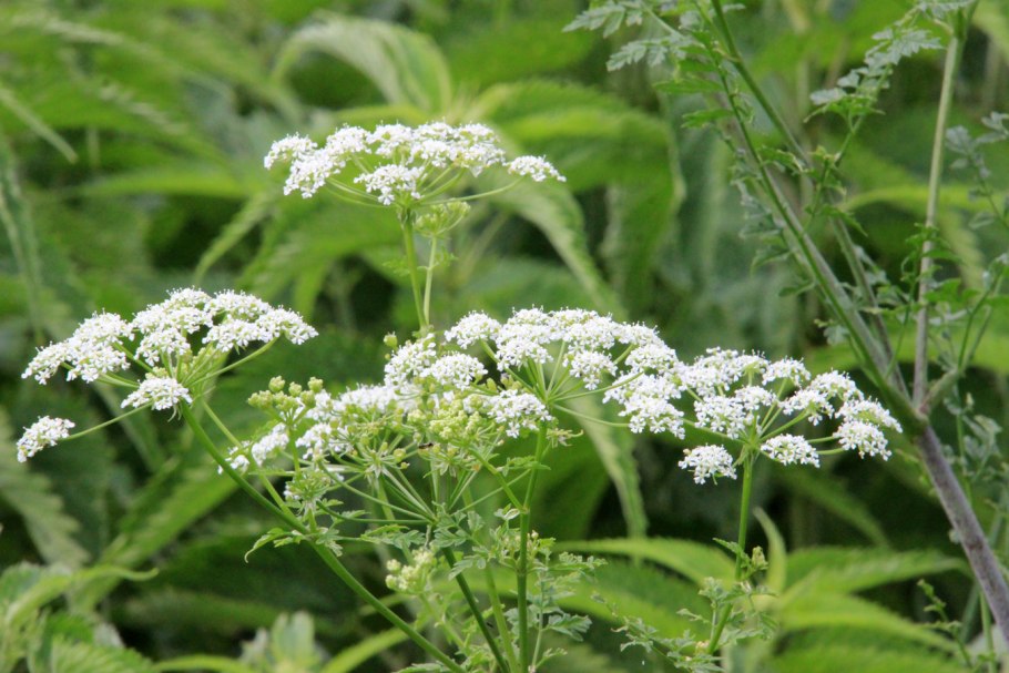 Растение болиголов пятнистый