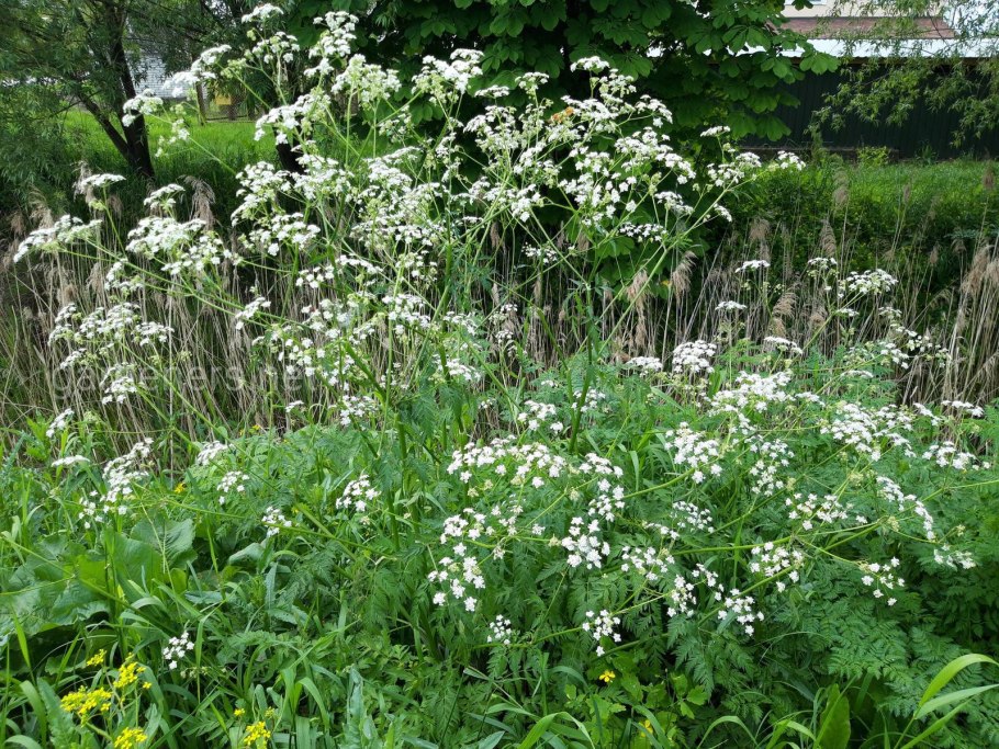 Купырь лесной anthriscus sylvestris