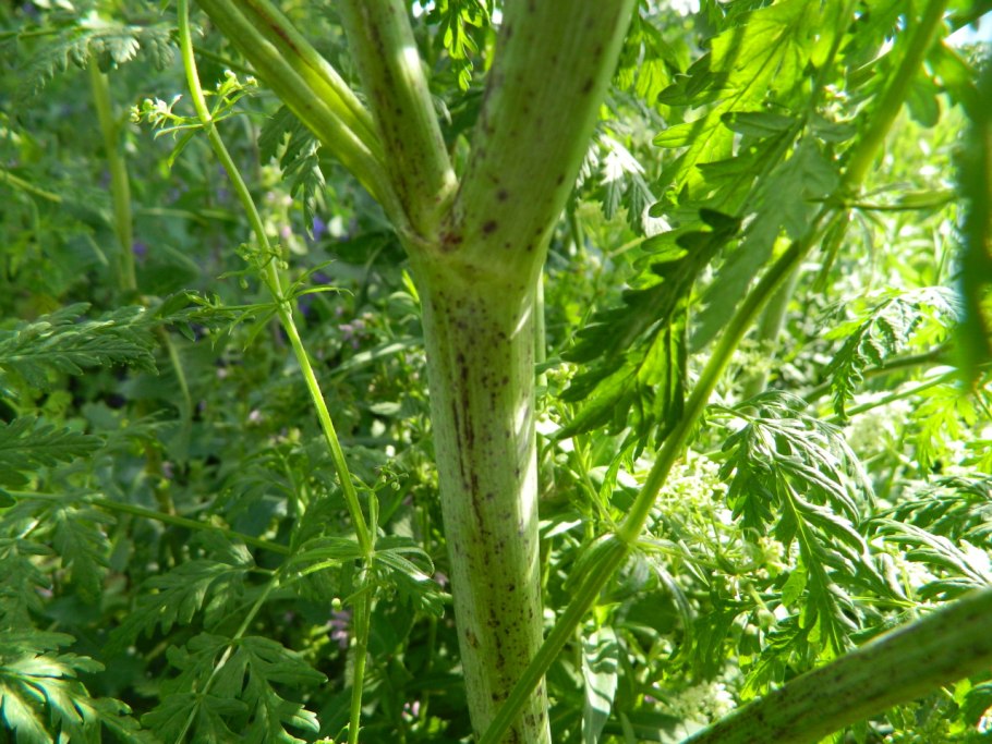 Болиголов стебель