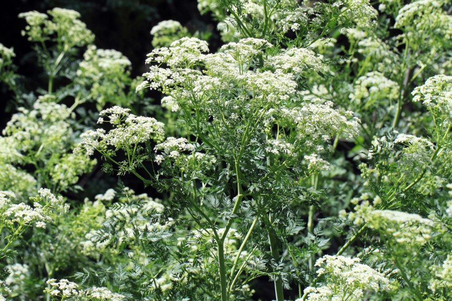 Conium maculatum