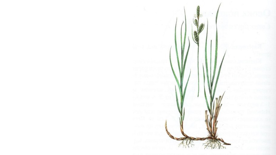 Осока узкоплодная