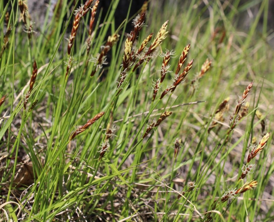 Carex spicata
