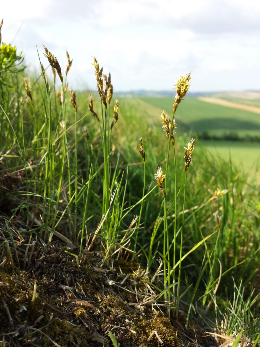 Carex brunnescens