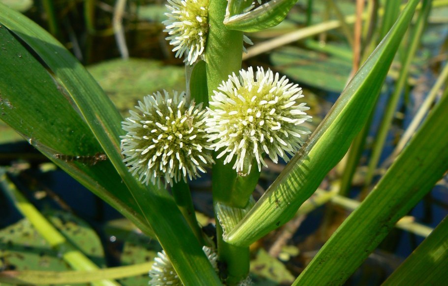 Осока Песчаная