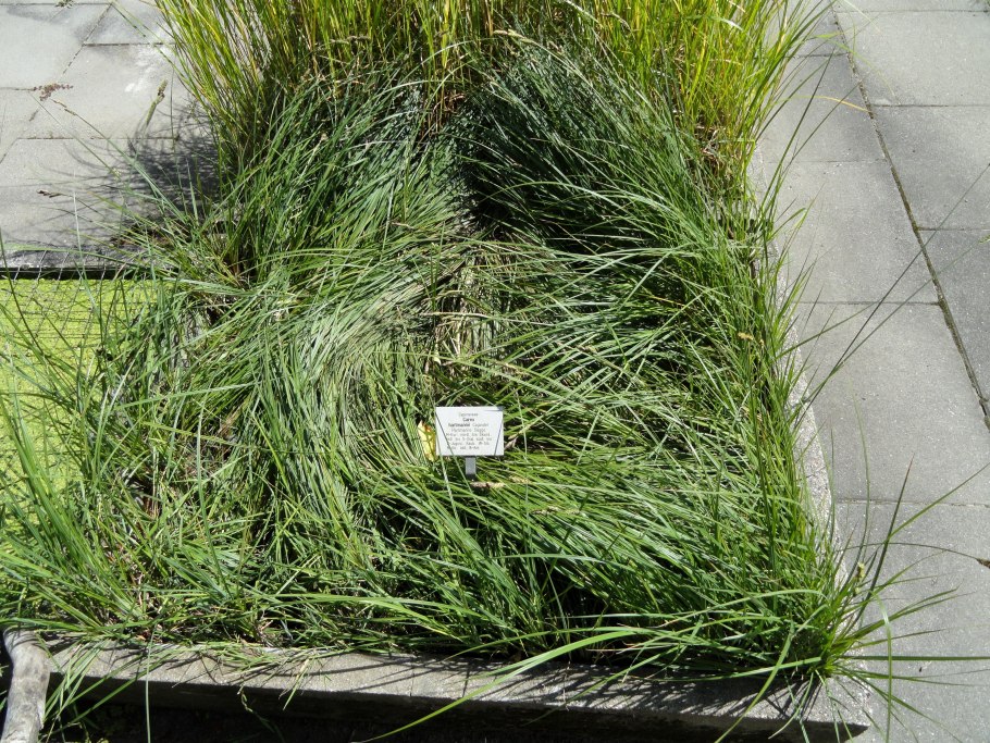 Осока охименская evergold