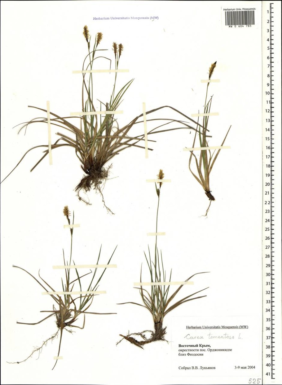 Carex nigra