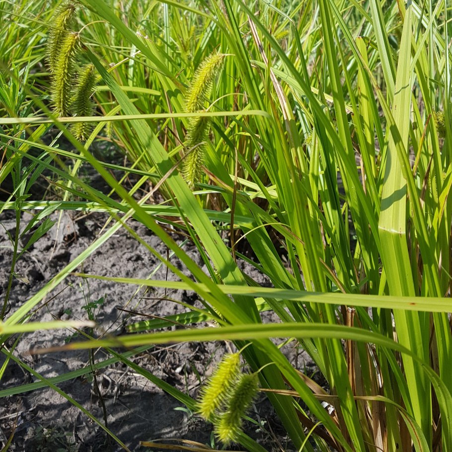 Carex gracilis