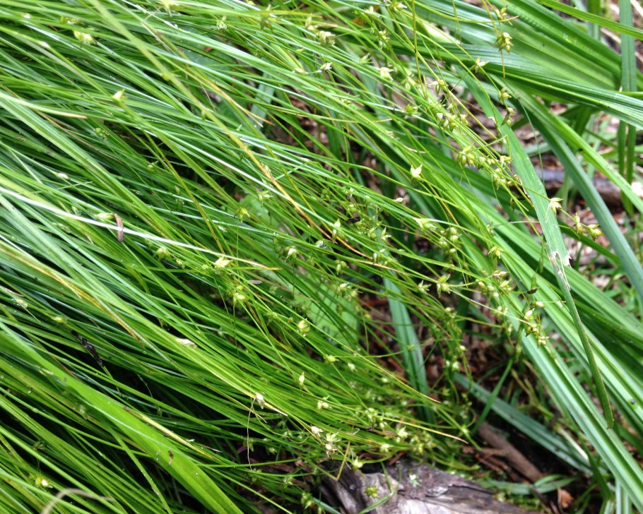 Carex brunnescens