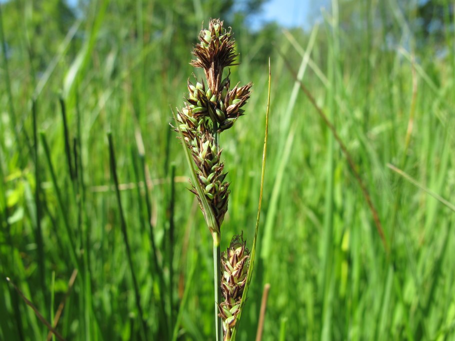 Carex hartmanii
