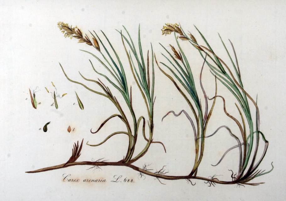 Осока песчаная