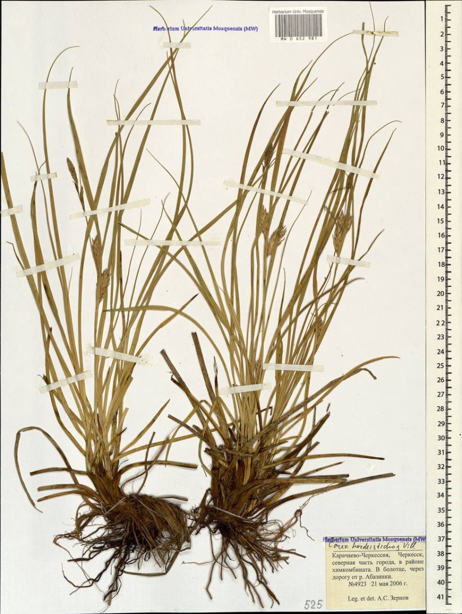 Осока шероховатолистная