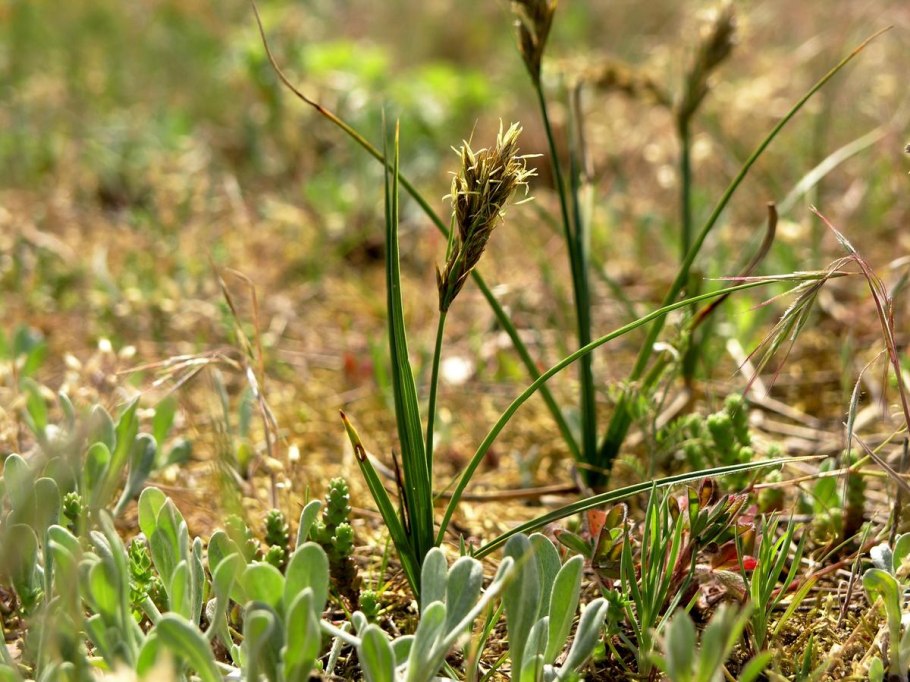 Carex arenaria