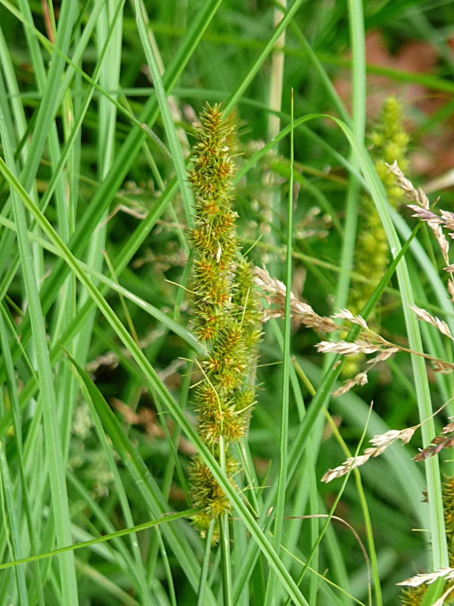 Carex vulpinoidea