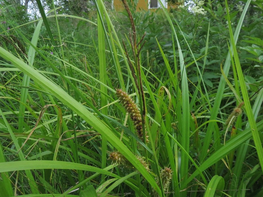 Осока вздутоносая