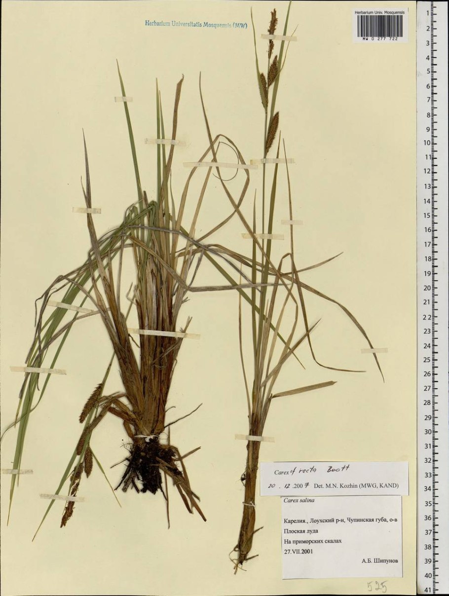 Осока женский цветок