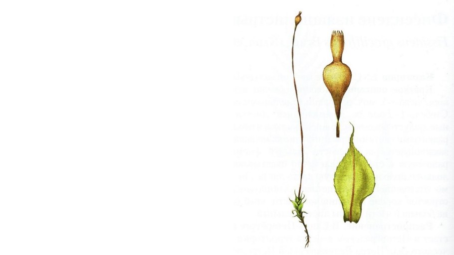 Осока цветет ватками пушком шариками фото