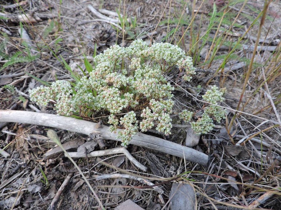 Дивала (растение)