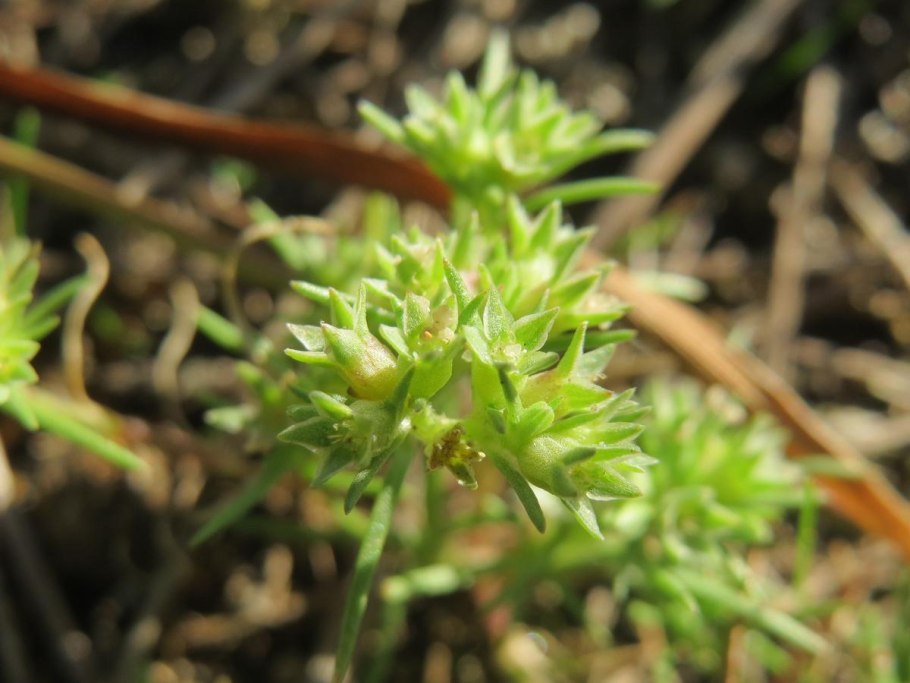 Дивала двухцветковая