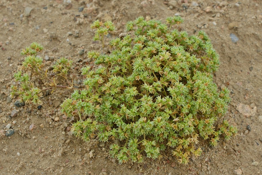 Scleranthus perennis