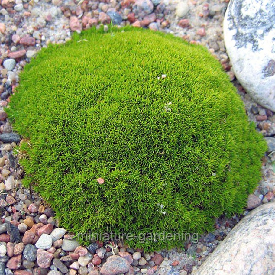 Дурнишник колючий