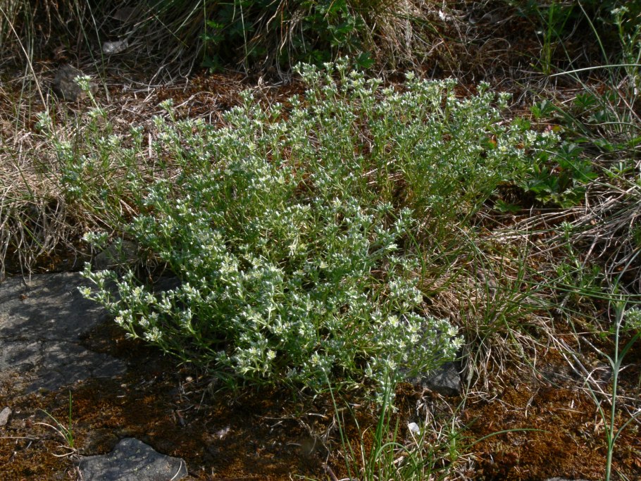 Подмаренник цепкий (Galium aparine l.)