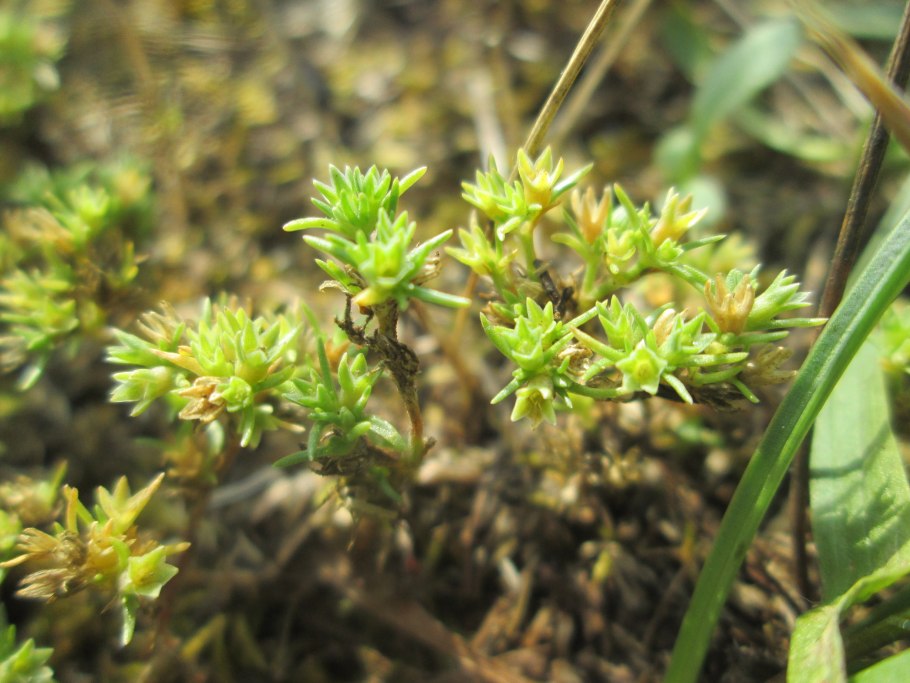 Дивала многолетняя