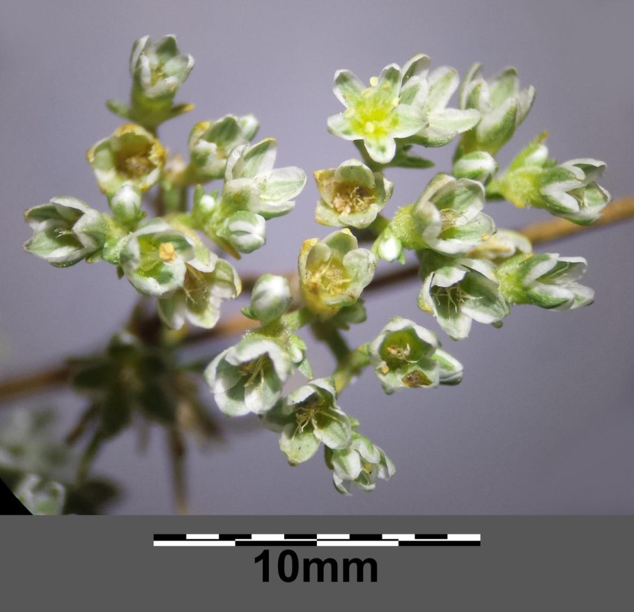 Scleranthus perennis