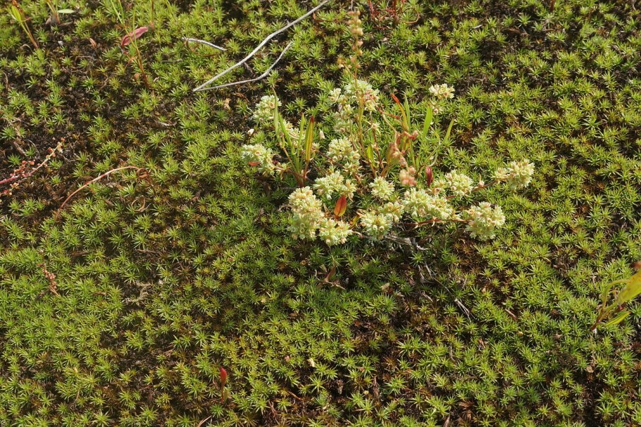 Дивала однолетняя Scleranthus annuus