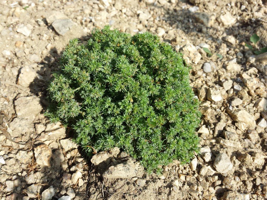 Euphorbia seguieriana