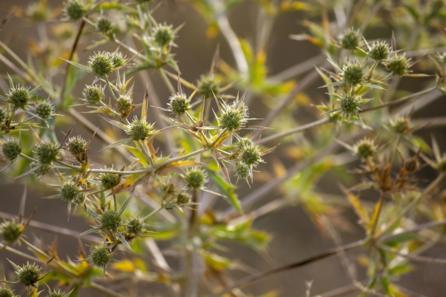 Амброзия гербарий