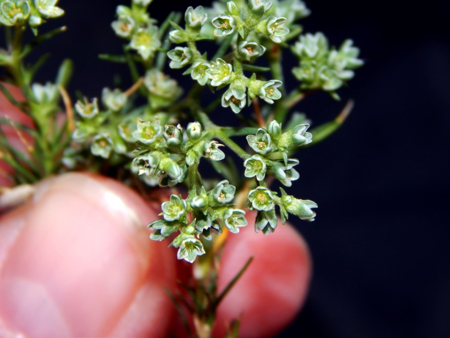 Дивала однолетняя Scleranthus annuus