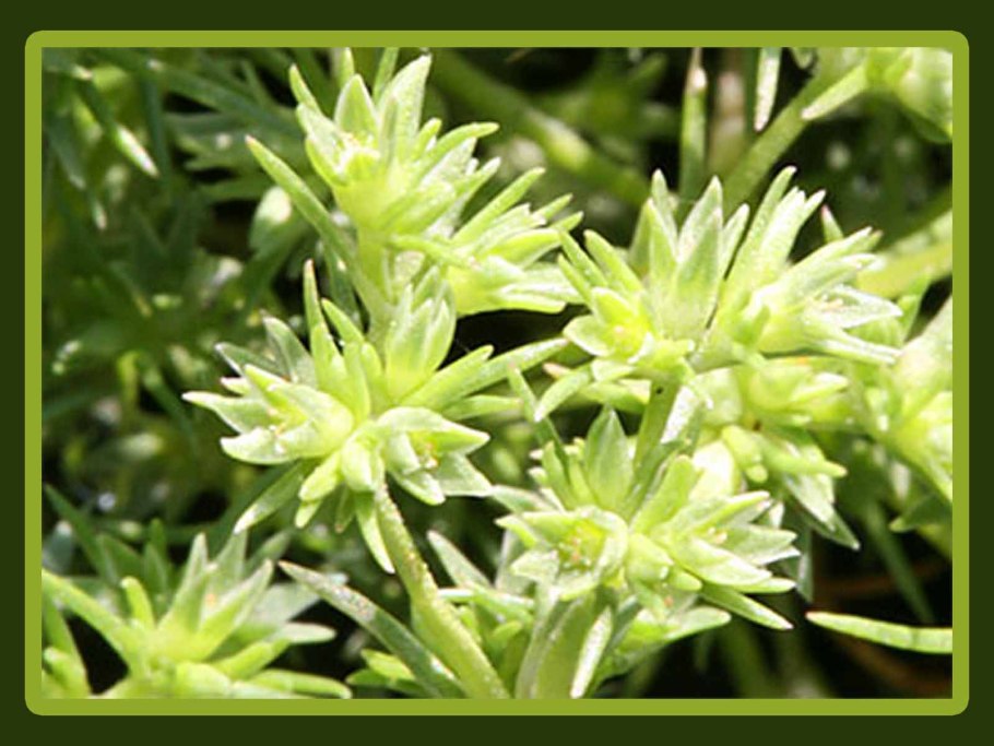 Дивала (Scleranthus) сем. Гвоздичные растение цветок