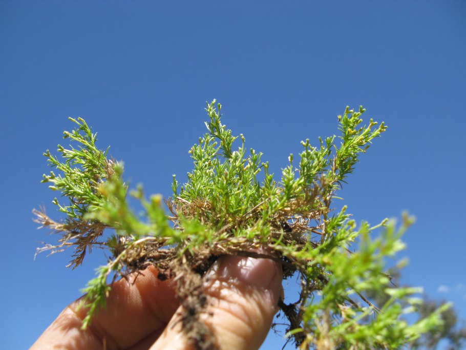 Scleranthus biflorus