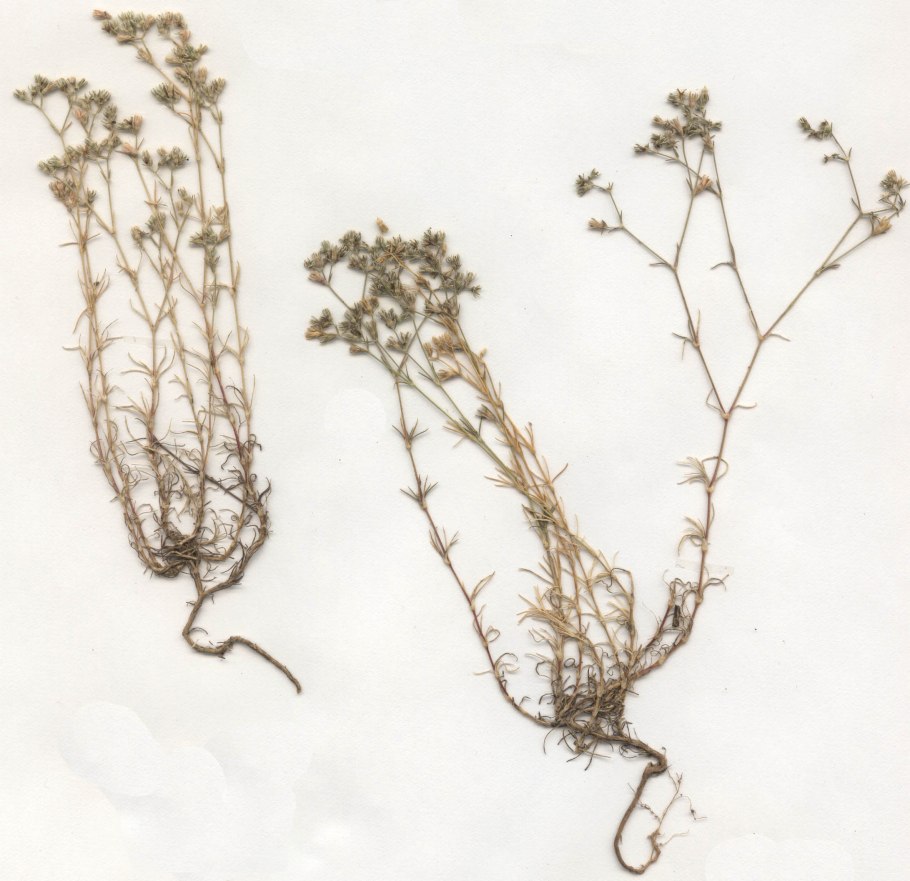 Дивала однолетняя гербарий