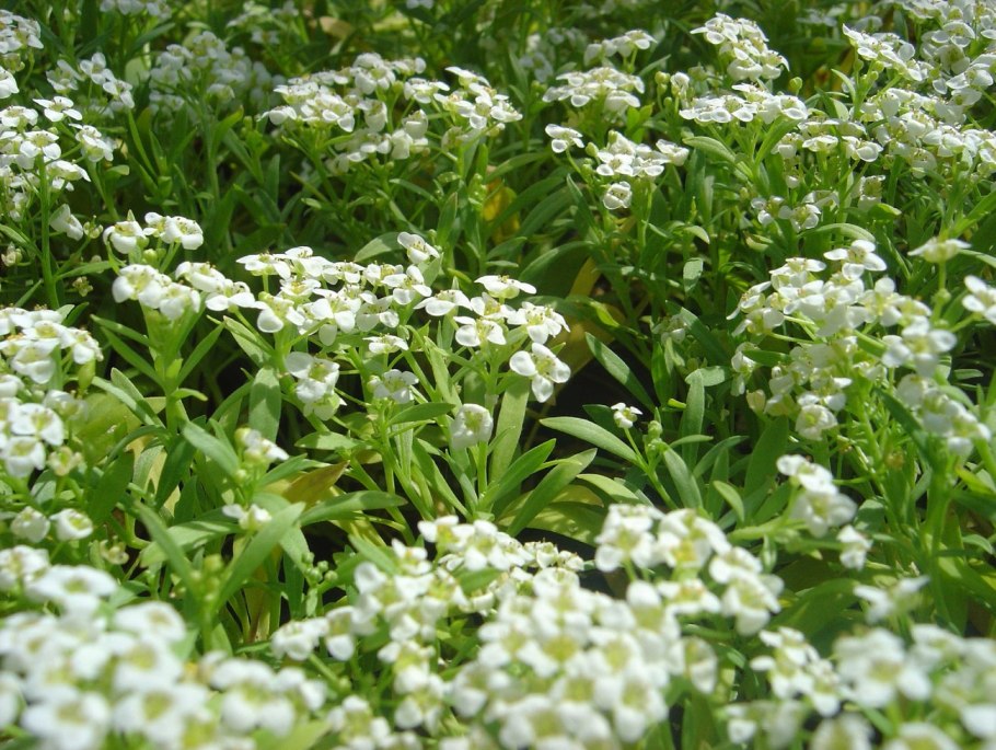 Scleranthus uniflorus