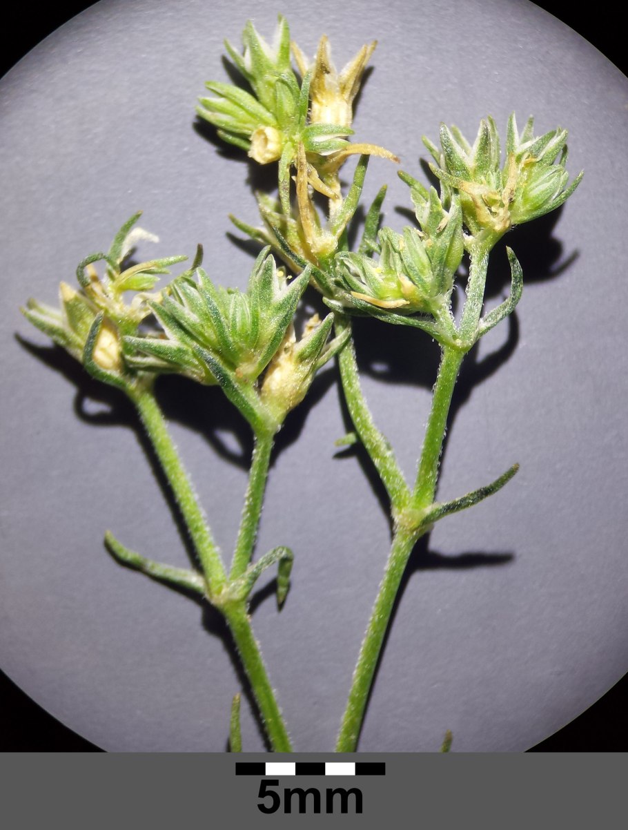 Дивала (Scleranthus) сем. Гвоздичные растение цветок