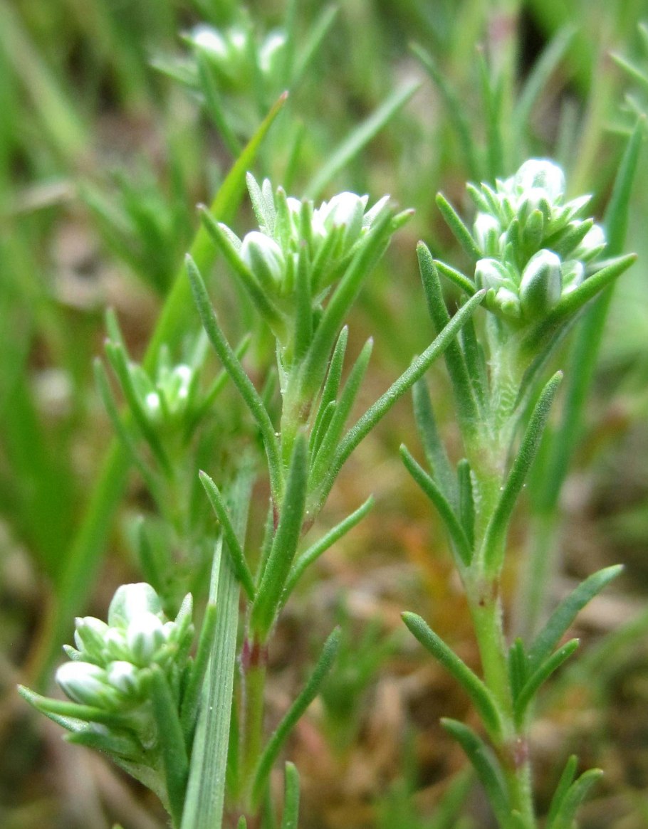 Scleranthus neglectus