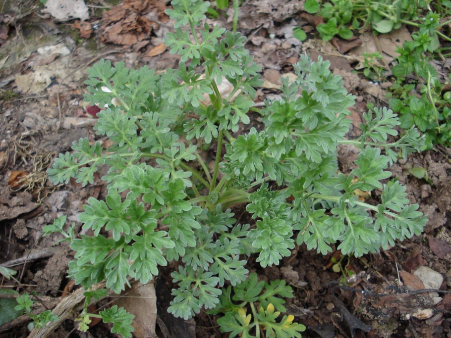 Петрушка листовая обыкновенная