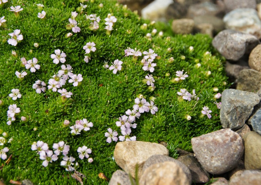 Молочай Шенланда